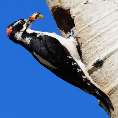 Woodpecker, Hairy