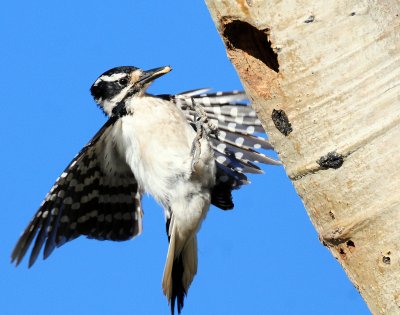 Woodpecker, Hairy