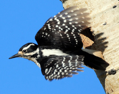 Woodpecker, Hairy