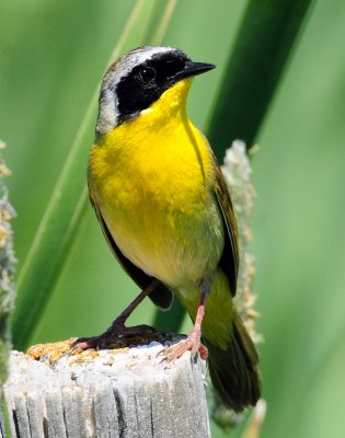 Yellowthroat, Common