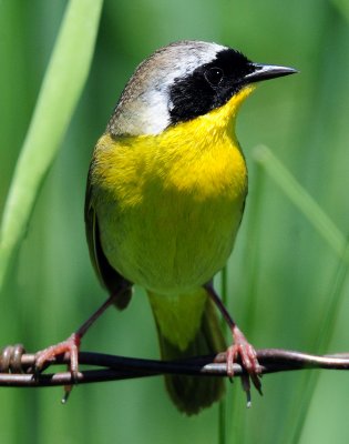 Yellowthroat, Common