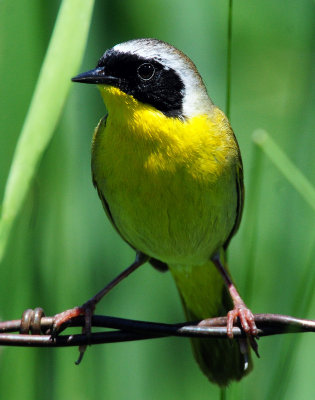 Yellowthroat, Common