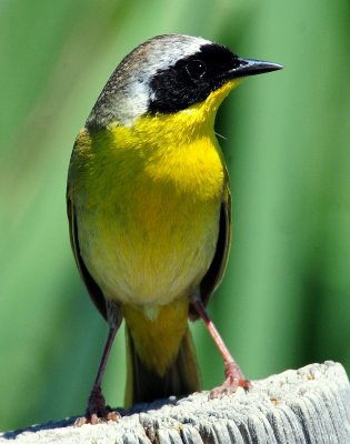 Yellowthroat, Common