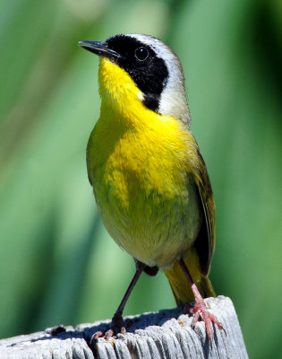 Yellowthroat, Common