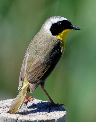 Yellowthroat, Common