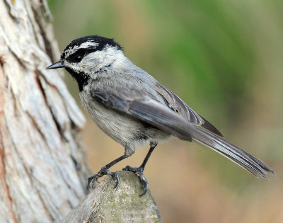 Chickadee, Mountain