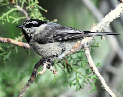 Chickadee, Mountain