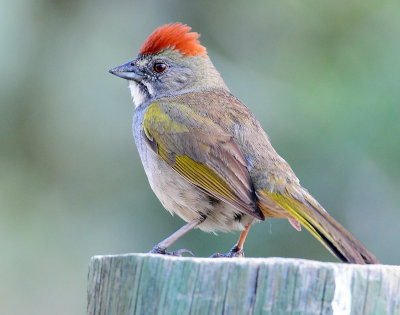 Towhee, Green-tailed
