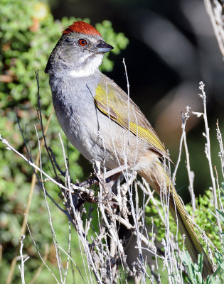 Towhee, Green-tailed