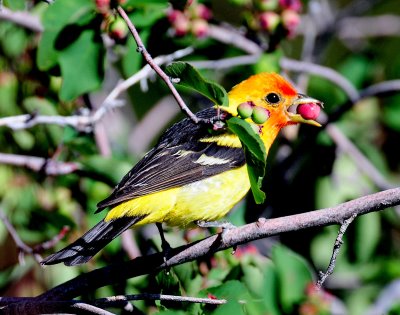 Tanager,  Western (Gorging)