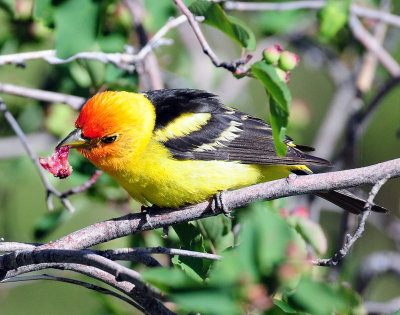 Tanager, Western (Gorging)