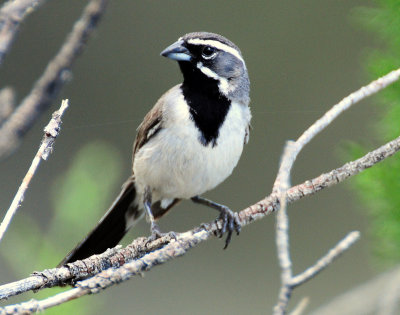 Sparrow, Black-throated
