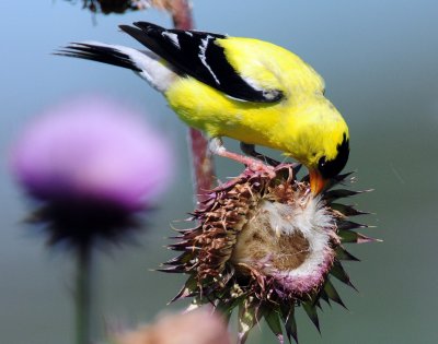 Goldfinch, American