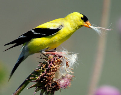 Goldfinch, American