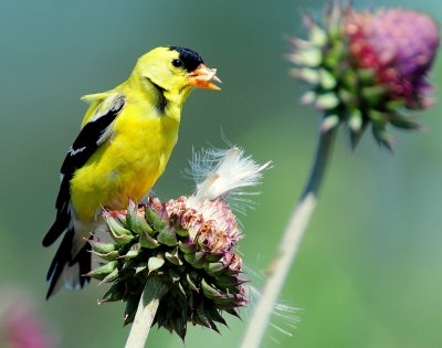 Goldfinch, American