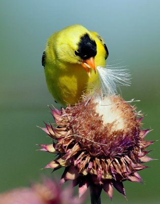 Goldfinch, American