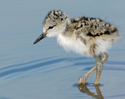 Stilt, Black-necked