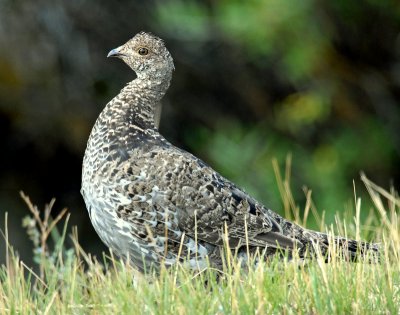 Grouse, Dusky