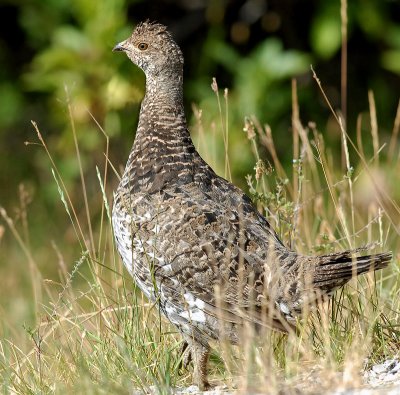 Grouse, Dusky