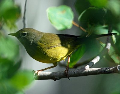 Warbler, MacGillivray's