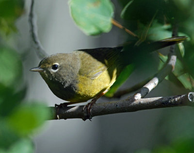 Warbler, MacGillivray's