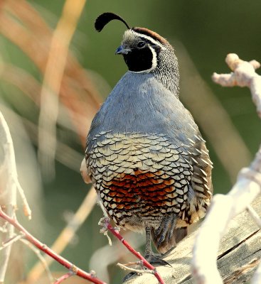 Quail, California