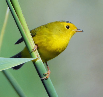 Warbler, Wilson's