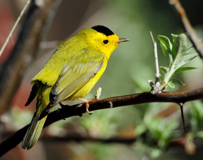 Warbler, Wilson's