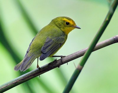 Warbler, Wilson's