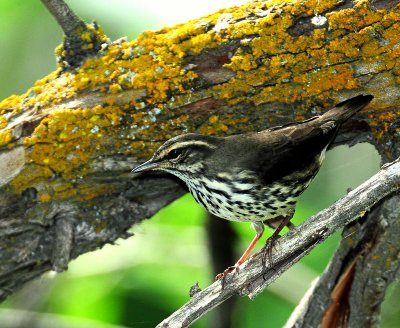 Waterthrush, Northern