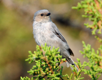 Bushtit