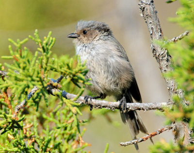 Bushtit