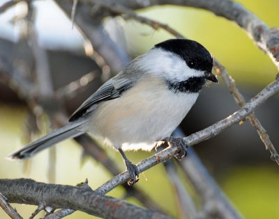 Chickadee, Black-capped