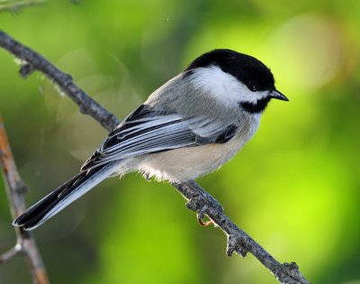 Chickadee, Black-capped