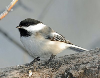 Chickadee, Black-capped