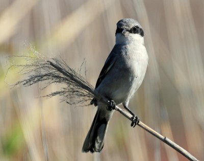 Shrike, Loggerhead (Juvenile)