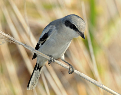 Shrike, Loggerhead (Juvenile)