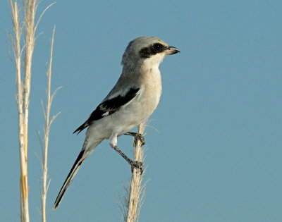 Shrike, Loggerhead (Juvenile)