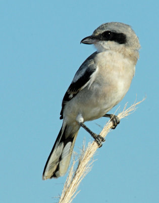 Shrike, Loggerhead (Juvenile)