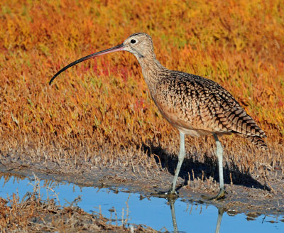 Curlew in Autumn