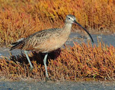 Curlew in Autumn