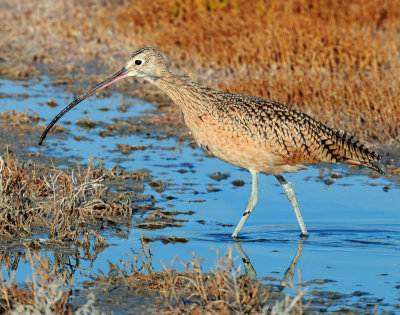 Curlew in Autumn