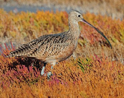 Curlew in Autumn