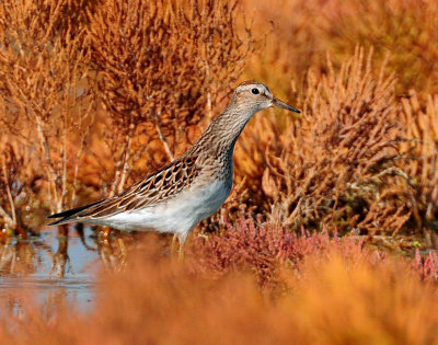 Pectoral Sandpiper in Autumn