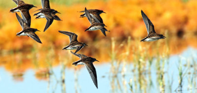 Pectoral Sandpiper in Autumn