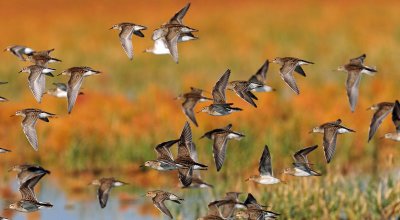 Pectoral Sandpiper in Autumn