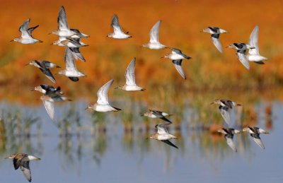 Pectoral Sandpiper in Autumn