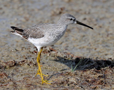 Sandpiper, Stilt