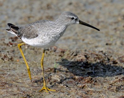 Sandpiper, Stilt