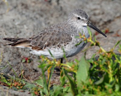 Sandpiper, Stilt